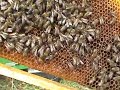 honeybees -p?ele na br?ljanu