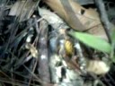 Hornet kill the cicada