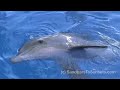 www.sandbarstosunsets.com See Winter the Dolphin as CBS does an interview 2 weeks before the release of the movie Dolphin Tale on Sept 23 2011 at the Clearwater Marine Aquarium located on Island Estates, Clearwater FL 33767. Watch Winter the Dolphin - wave, talk, eat and even stand on his head and show you his tail. Also see his prosthetic dolphin tail too. While we specialize in Clearwater Beach Real Estate we have been life time members and supporters of the Clearwater Marine Aquarium for over almost 15 years - glad to see one of Clearwater Beach's best kept secrets get the exposure of the movie so they can do more good to rescue more dolpins and protect sea turtles and other marine life. Cyndee & Jack Haydon 727-710-8035 Charles Rutenberg Realty (c) SandbarsToSunsets.com