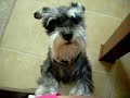 Florida Miniature Schnauzer Puppies For Sale Florida Miniature Schnauzer Puppies For Sale