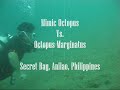 Amazing Mimic Octopus + Octopus Marginatus [HQ] (Secret Bay Anilao Philippines)