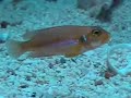 Lamprolugus Ocellatus Gold