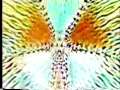 Mandala man Mandala man