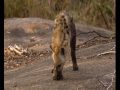 Hyena Vs Lion