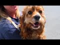 Meet DAISY - the Cocker girl in need of a home!