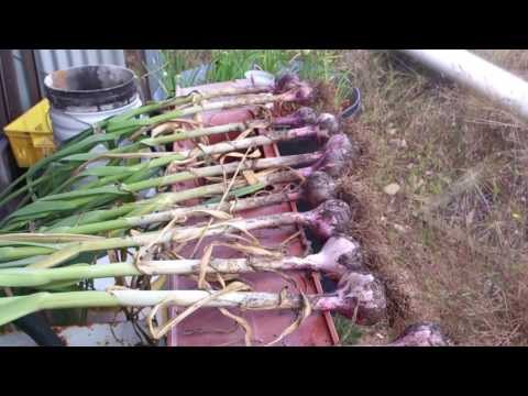 how to grow garlic in nsw