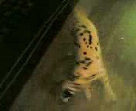 Dalmation going loopy!