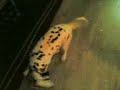 dalmation-going-loopy.html