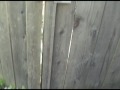 Nuisance dogs #52 barking on the path Nuisance dogs #52 barking on the path