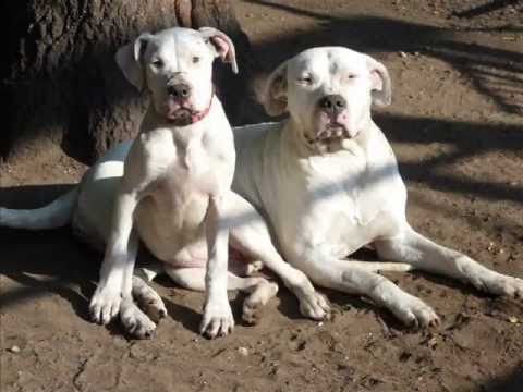 argentinian mastiff