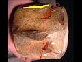 NUOVA VERTEBRA PER LA BALENOTTERA DI VALMONTASCA NUOVA VERTEBRA PER LA BALENOTTERA DI VALMONTASCA