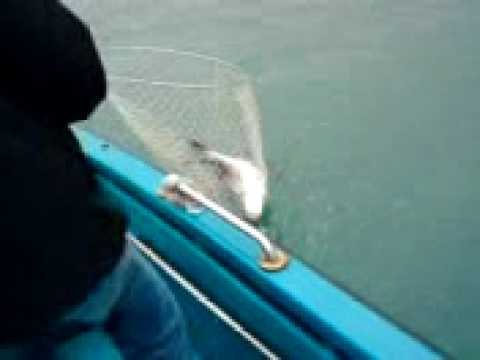2008年12月28日(文天釣魚日記)大老文6號絲上大細麟