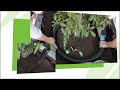 RootRain Systems from Citygreen