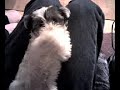 Patches learns sign language