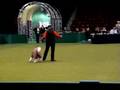 Lesley Neville Crufts 2007