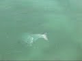 RipLips.com Capt. Matthew Thomas handily breaks a 12 wt. fly rod in the face of a big tarpon.  Capt. Matt Guides the Lower Florida Keys, fly fishing for tarpon, permit, bonefish and sharks.