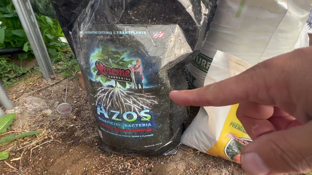 How to bury vines on a giant pumpkin plant.