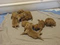 Golden Retriever Puppies 7 days old. Golden Retriever Puppies 7 days old.