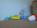 husky fights with chihuahua2