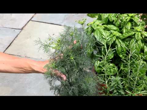 how to trim dill