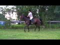Siren - Thoroughbred Mare