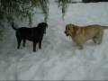 Cani che giocano nella neve / Dogs playing in the snow
