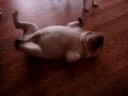 Rolling Igor