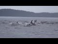 kayak meets a pod of Pacific Dolphin.MPG