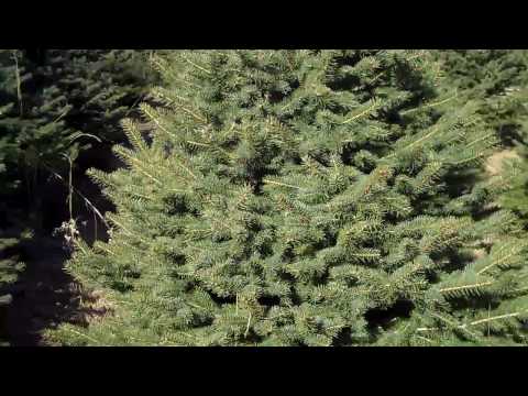 how to fertilize blue spruce