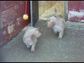 two basset fauve puppies! aged 9 weeks! little girls.