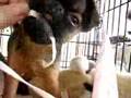 Brussels Griffon video