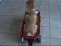 愛車