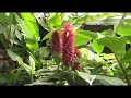Texas A&M Holistic Garden, A Garden for Everyone