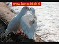 Engin Nursani - Ne G�zelsin (�zel Cekim)