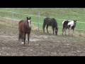 videos de Viking [012] Hostěradice