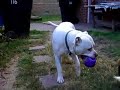 Am staff and beagle playing