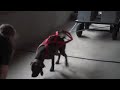 DICHOTOMY ALOPIAS-BATU Pulls 2400#