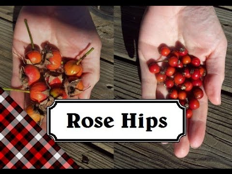 how to harvest rose hips