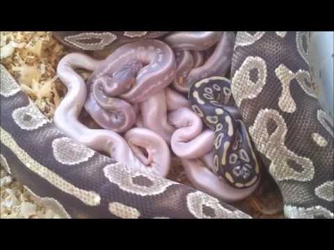YouTube reptile video
