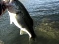 Castaic Lake Bass and Stripers
