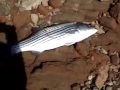 Castaic Lake Bass and Stripers