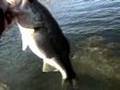 Castaic Lake Bass and Stripers