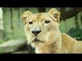 Taronga Zoo Sydney Australia - YouTube