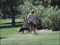 Un nuevo vídeo de habilidades caninas.En él incorporamos nuevos ejercicios realizados por 