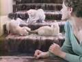 les nuls, chats 2