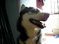 Siberian Husky talking, he says he misses daddy(CUTE!)
