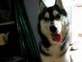 Siberian Husky talking, he says he misses daddy(CUTE!)
