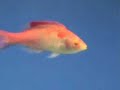 Cirrhilabrus flavidorsalis Cirrhilabrus flavidorsalis