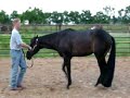 Zips Just KidN Showmanship Zips Just KidN Showmanship
