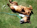 Dog Roll II Dog Roll II